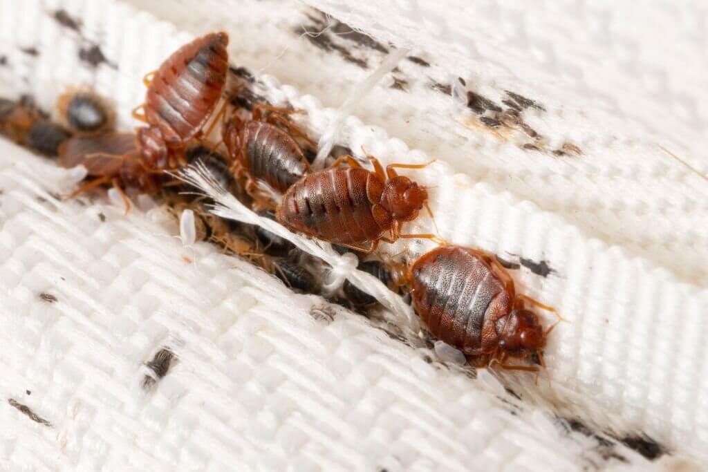 Early Signs of Bed Bugs on Mattress