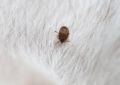 what do baby bed bugs look like
